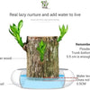 Brazilian Lucky Wood Plant (1pc)