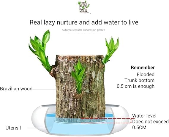 Brazilian Lucky Wood Plant (1pc)