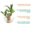 Brazilian Lucky Wood Plant (1pc)