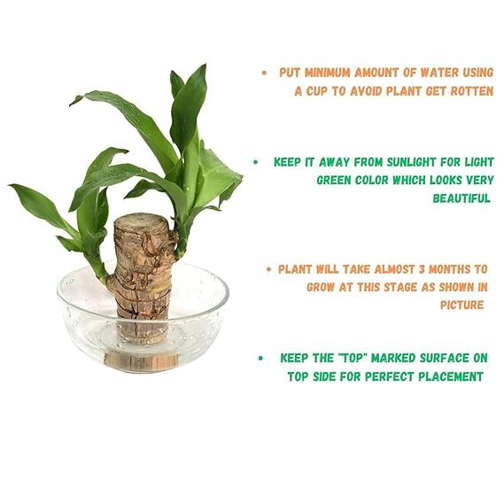 Brazilian Lucky Wood Plant (1pc)