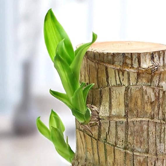 Brazilian Lucky Wood Plant (1pc)