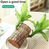Brazilian Lucky Wood Plant (1pc)