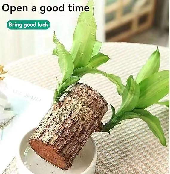 Brazilian Lucky Wood Plant (1pc)