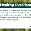 Brazilian Lucky Wood Plant (1pc)
