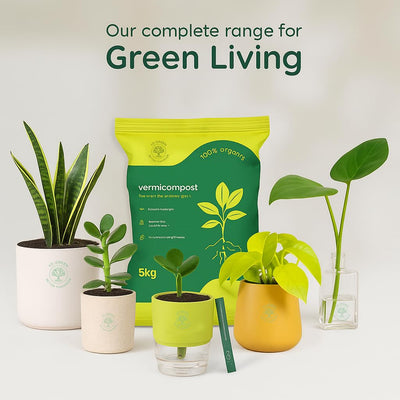 Set of 1 Pot for Lucky Brazilian Wood Plant for Living Room - Healthy Indoor Feng Shui Plant, Low Maintenance Air Purifying Decor
