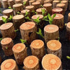 Brazilian Lucky Wood Plant (1pc)