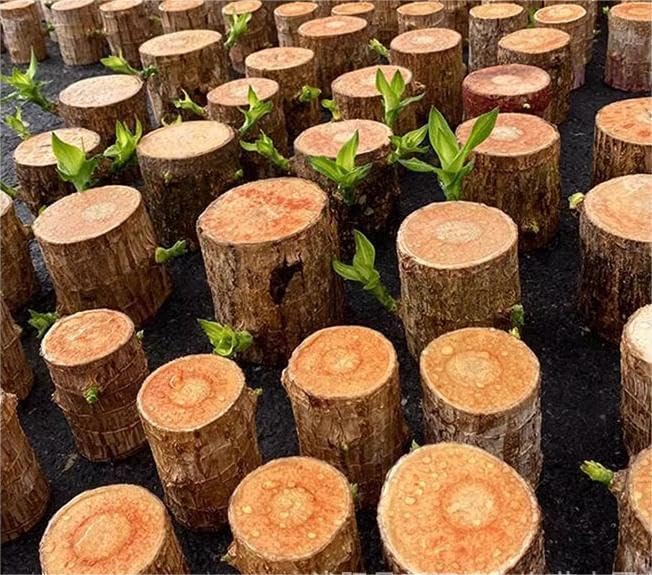 Brazilian Lucky Wood Plant (1pc)