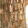 Brazilian Lucky Wood Plant (1pc)