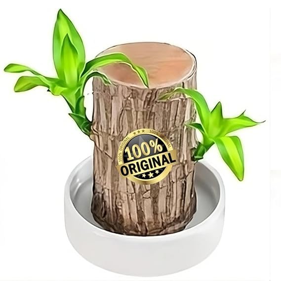 🌿Premium Brazilian Lucky Wood Plant + Get Free Buddha Monk Set of 4