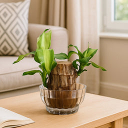 🌿Premium Lucky Wood Plant | Lucky Brazil Wood Potted Plant, Healthy Indoor Live Lucky Brazilian Plant for Living Room🌿